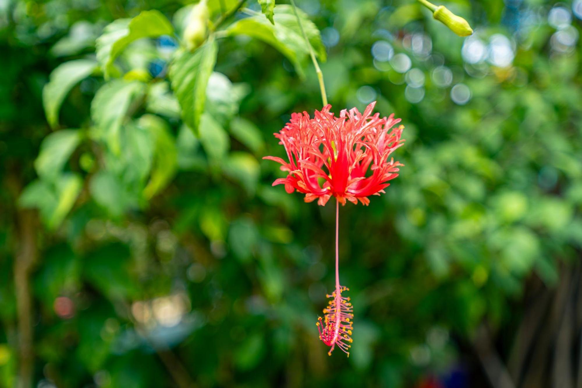 Lemongrass Lodge Beau Vallon (Mahe)